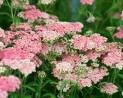 Appleblossom cickafark