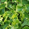 Parsley Crested borostyán