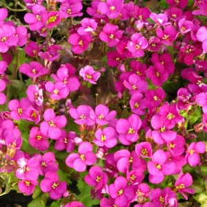 Deep Rose ikravirág