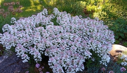 Fischbeck örökzöld tatárvirág