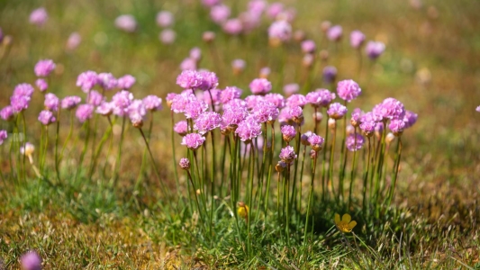 Splendens tengerparti pázsitszegfű
