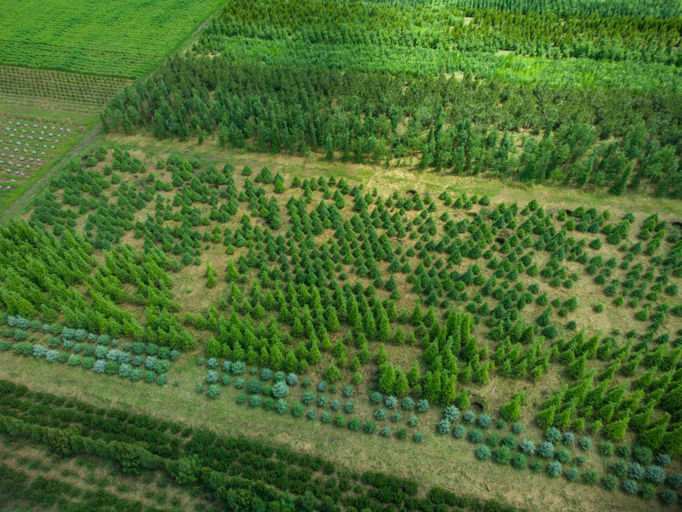 aerial_view_of_a_tree_farm_for_landscaping_2023_11_27_05_23_59_utc.jpg