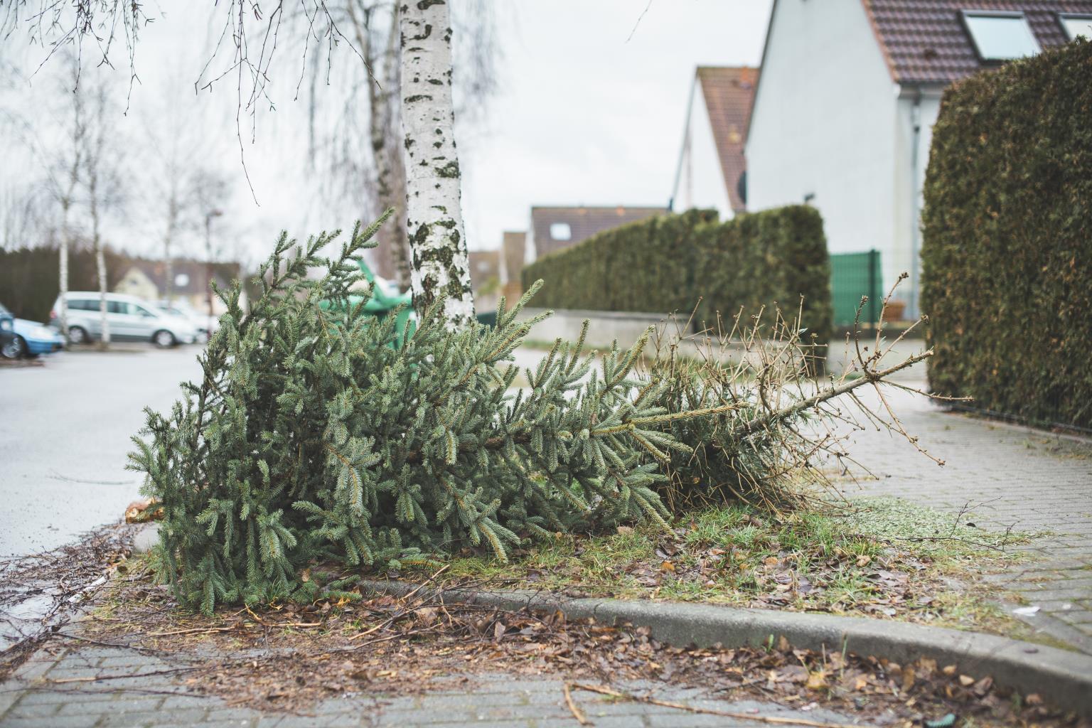 germany_brandenburg_christmas_tree_is_disposed_2024_09_18_02_31_28_utc-1.jpg