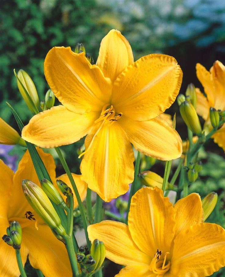 Maikönigin sásliliom