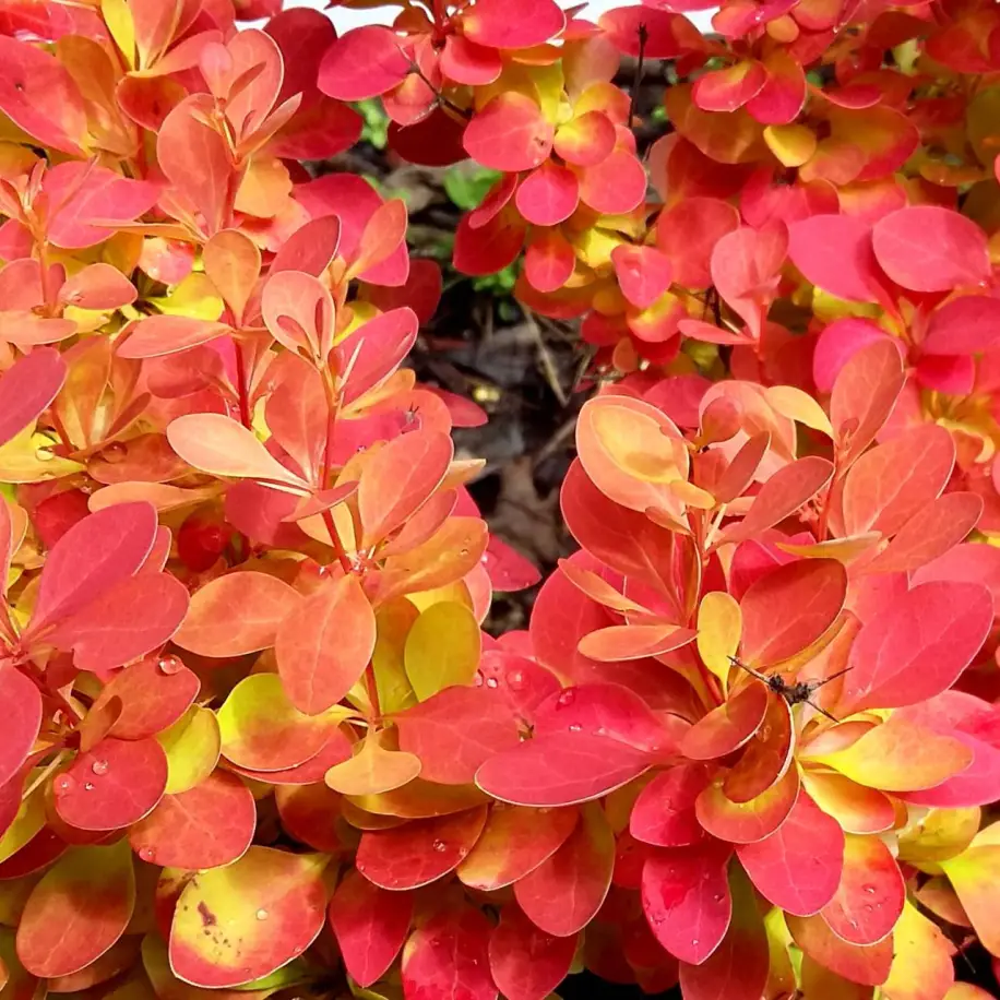 Desperados japán borbolya