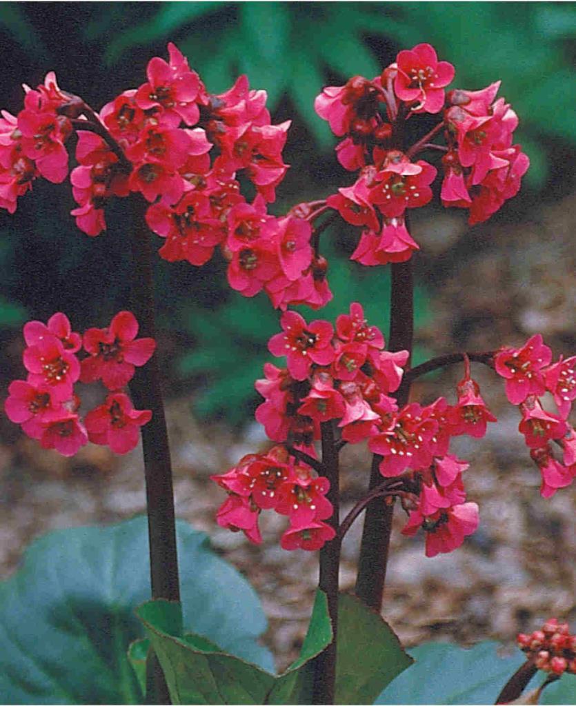 Winterglut bőrlevél