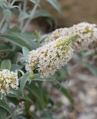 White Ball nyáriorgona