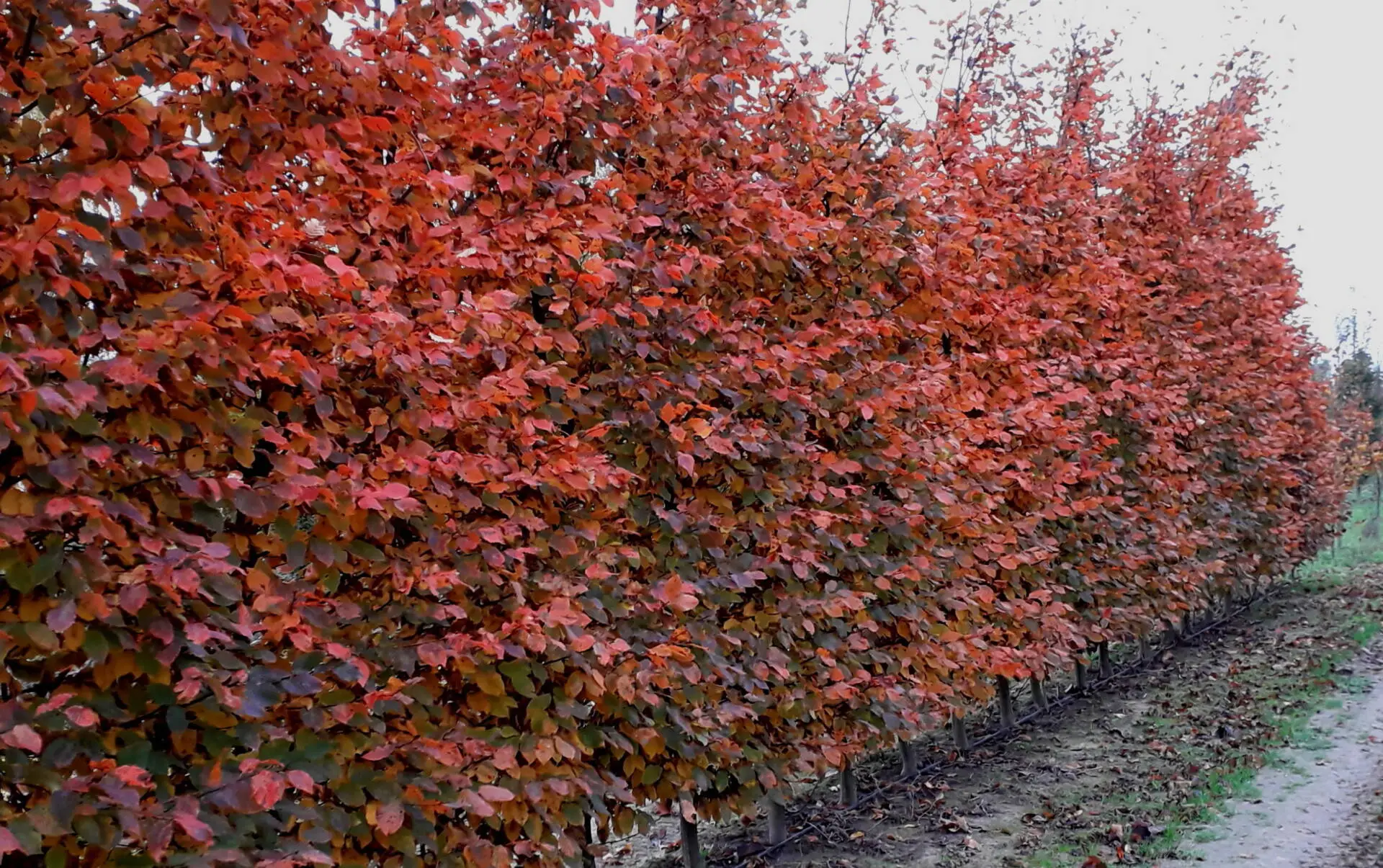 Rochhampton Red vörös gyertyán