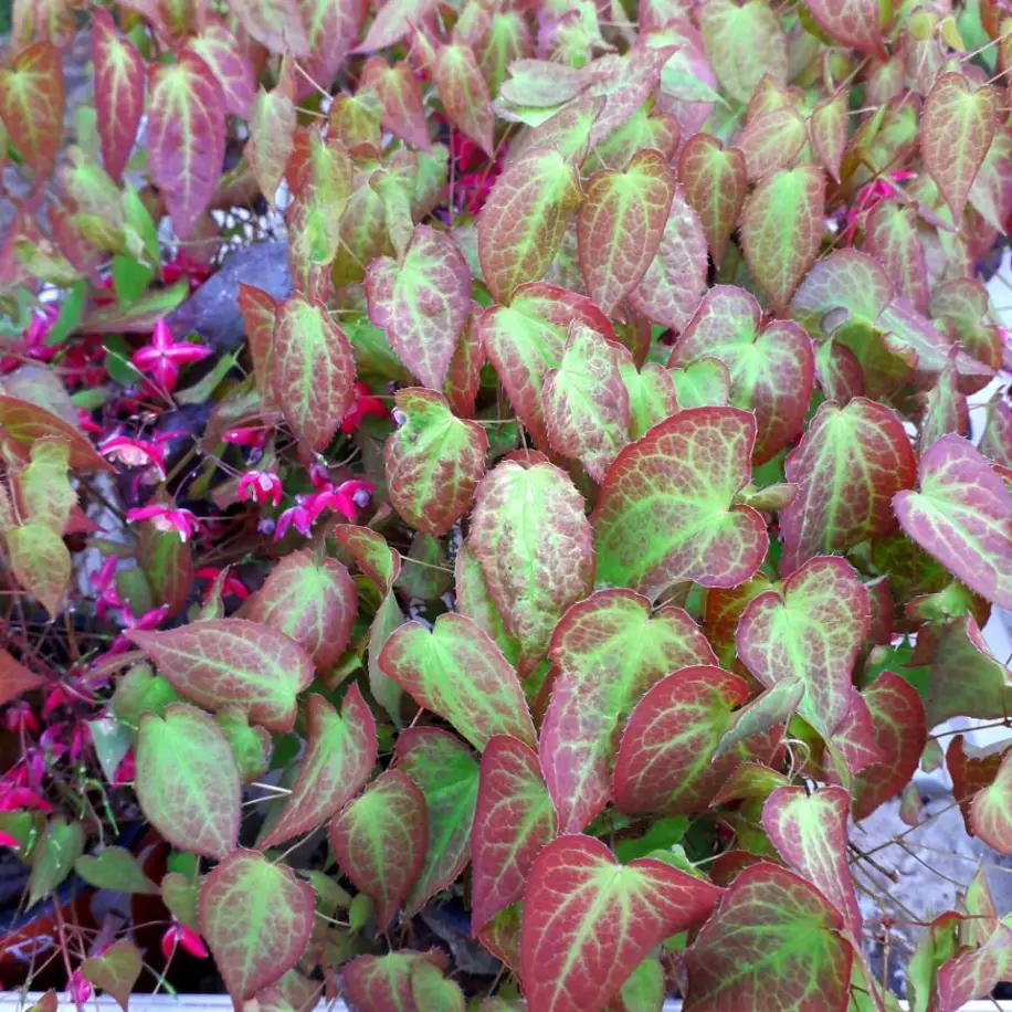 Vörös tündérvirág