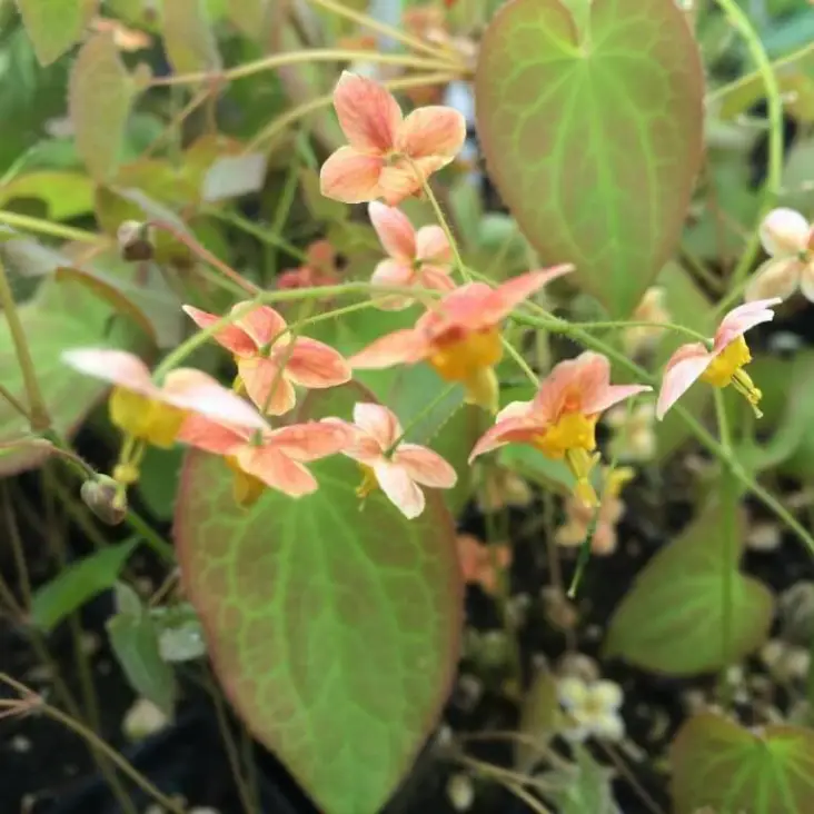 Narancs tündérvirág 