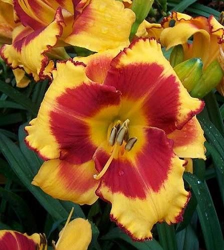 Fooled Me sásliliom