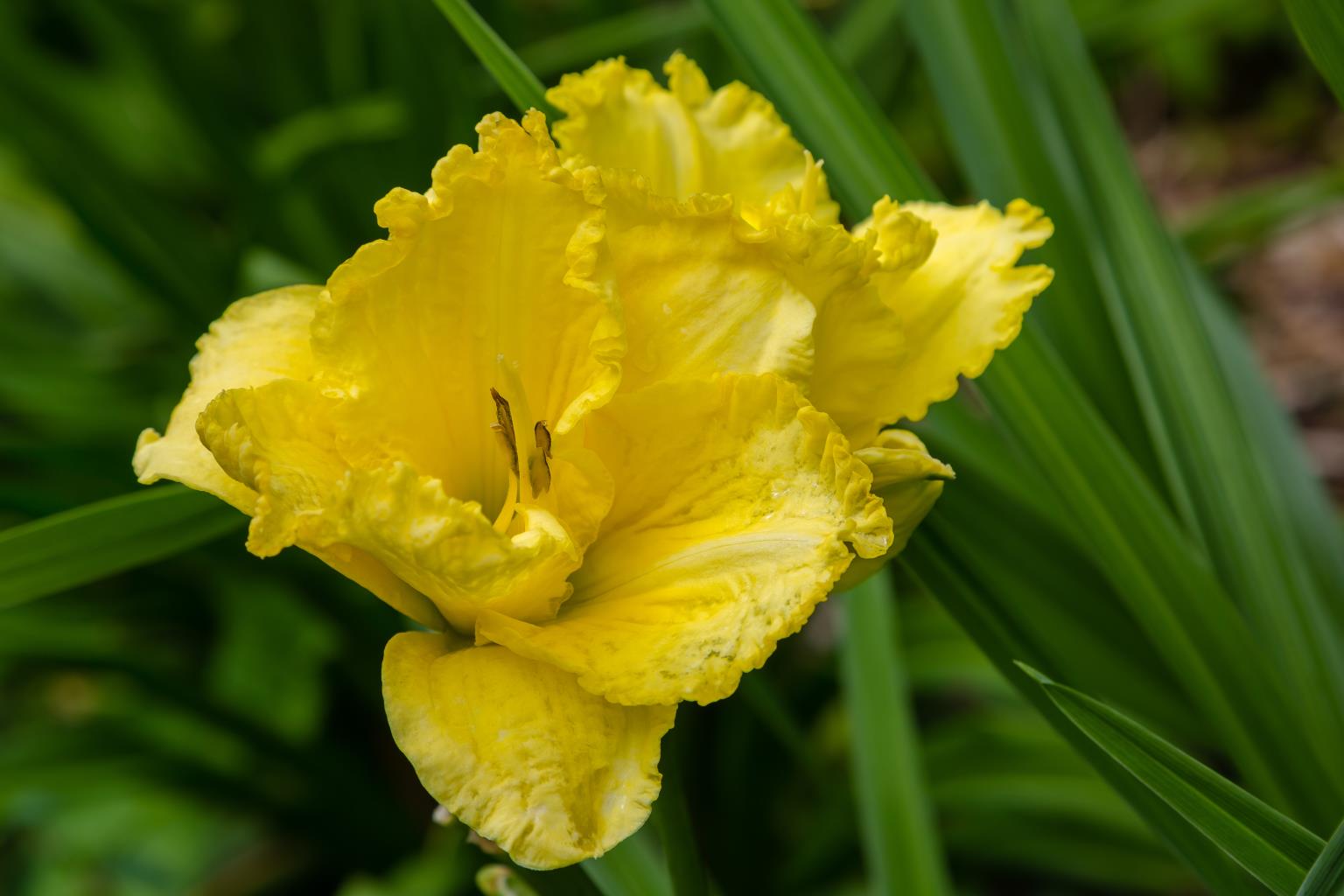 Longfield Maxim sásliliom