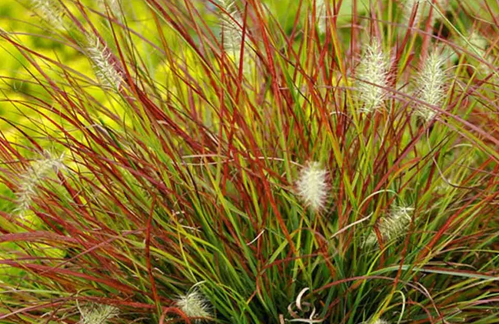Burgundy Bunny törpe tollborzfű