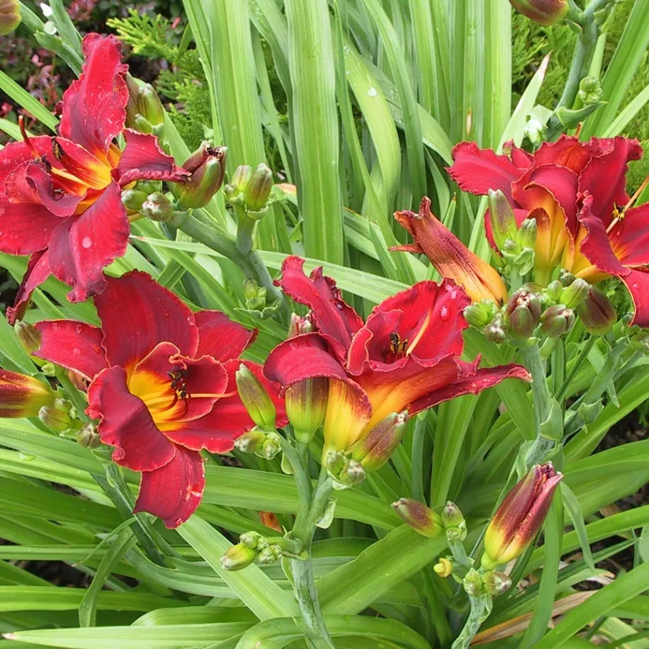 Highland Lord sásliliom