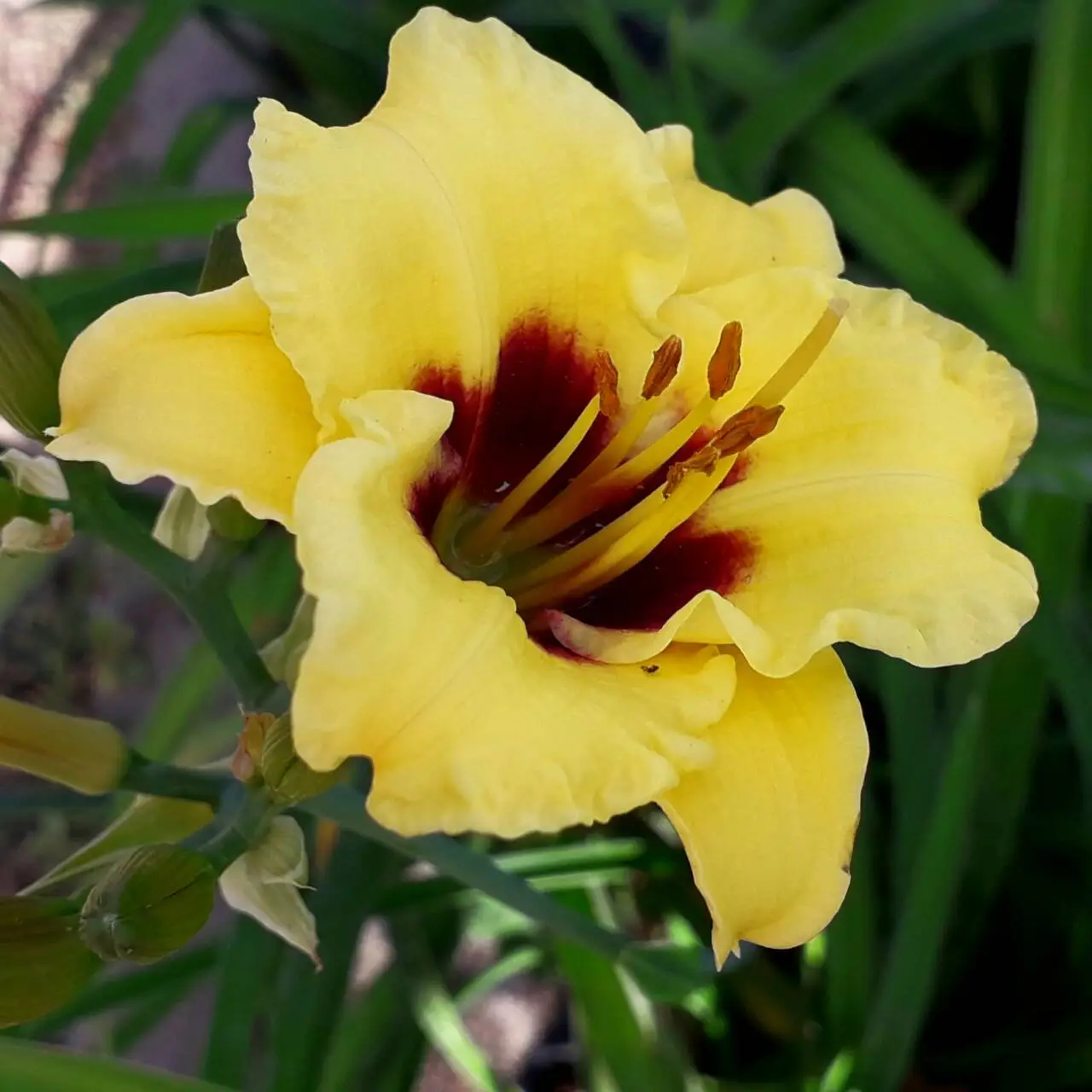  Bumble Bee sásliliom 