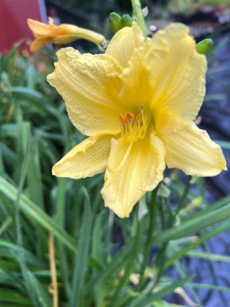  Happy Returns sásliliom 