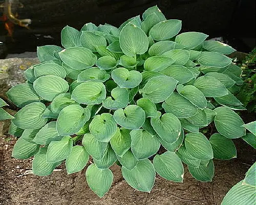 Drummer Boy árnyékliliom