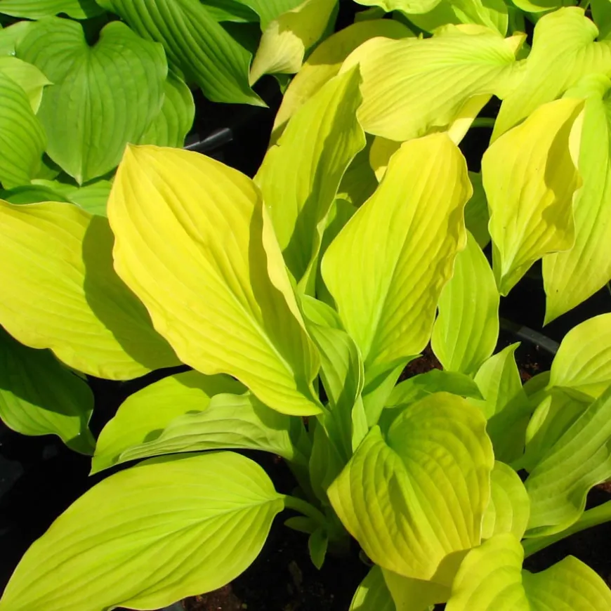 Gold Samurai árnyékliliom