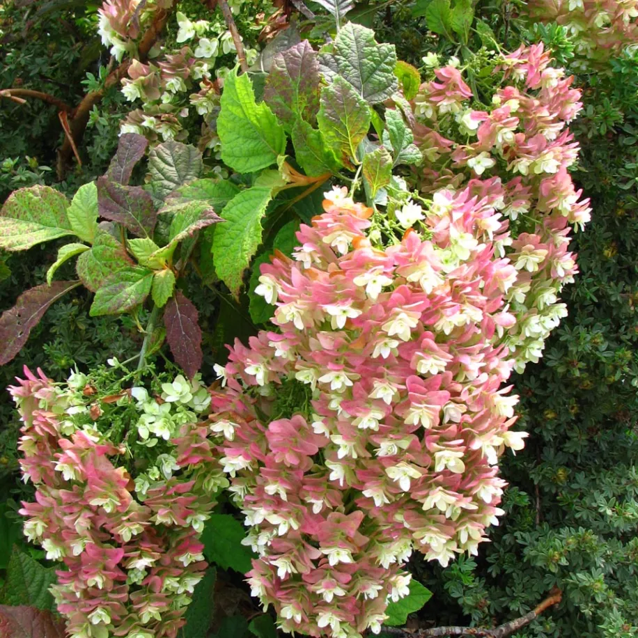 Snowflake teltvirágú tölgylevelű hortenzia