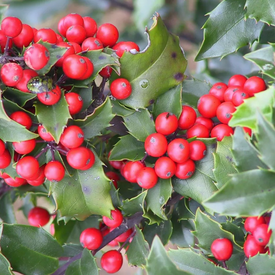 Blue Angel hibrid magyal