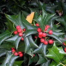 Kínai szarvas magyal