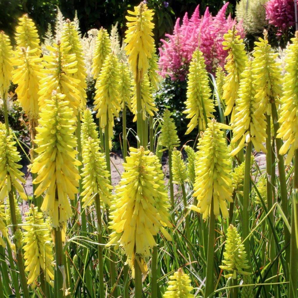 Banana Popsicle fáklyaliliom 