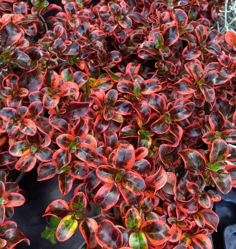 Red Ruby amerikai tükörcserje