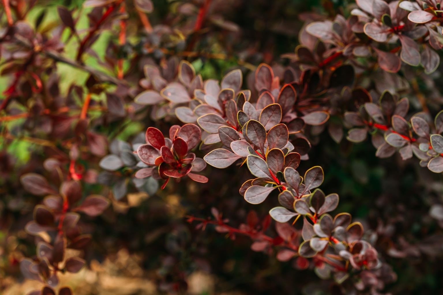 Concorde bordólevelű japán borbolya