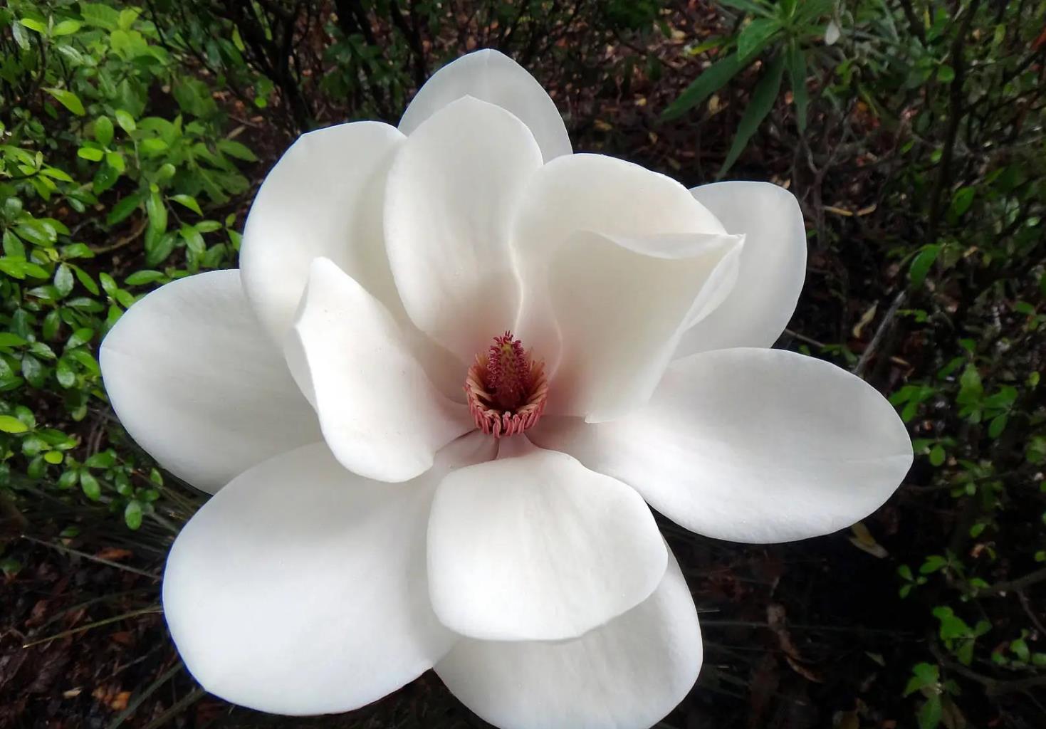 David Clulow liliomfa