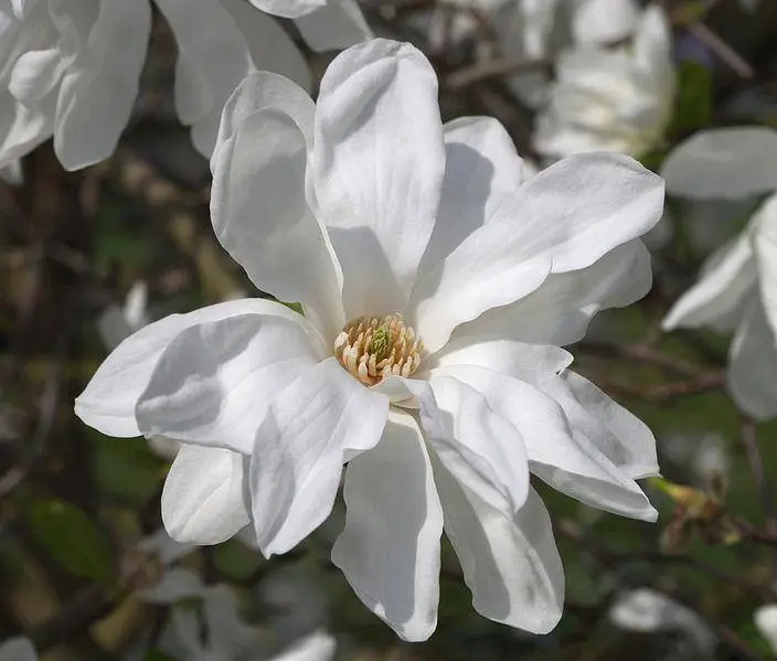 Japán liliomfa