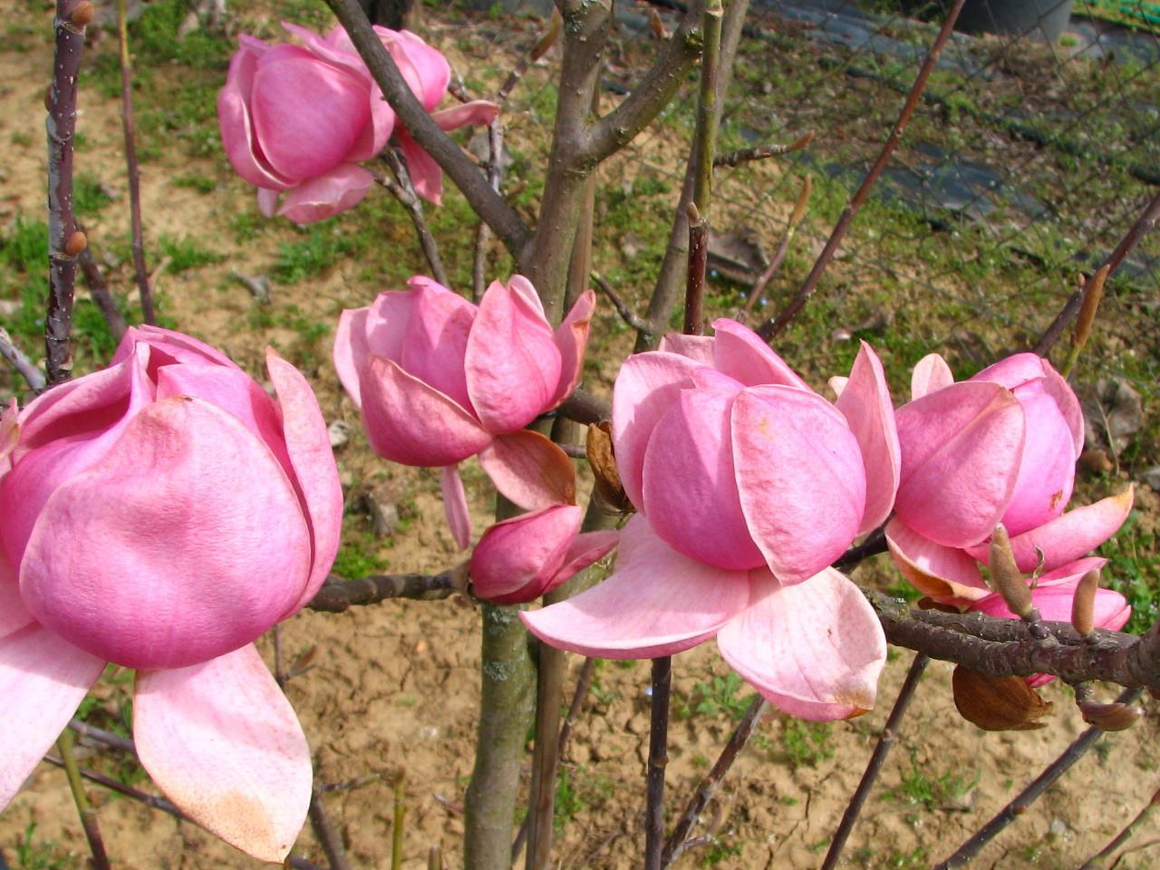 Bixton Belle liliomfa 