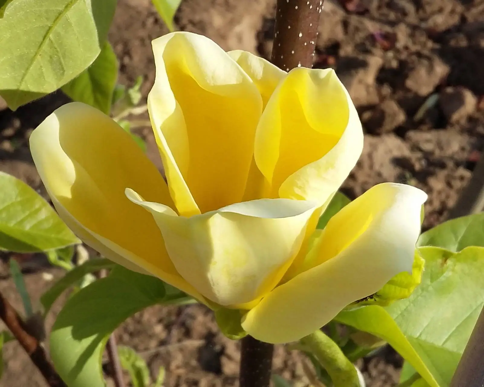 Yellow Bird liliomfa