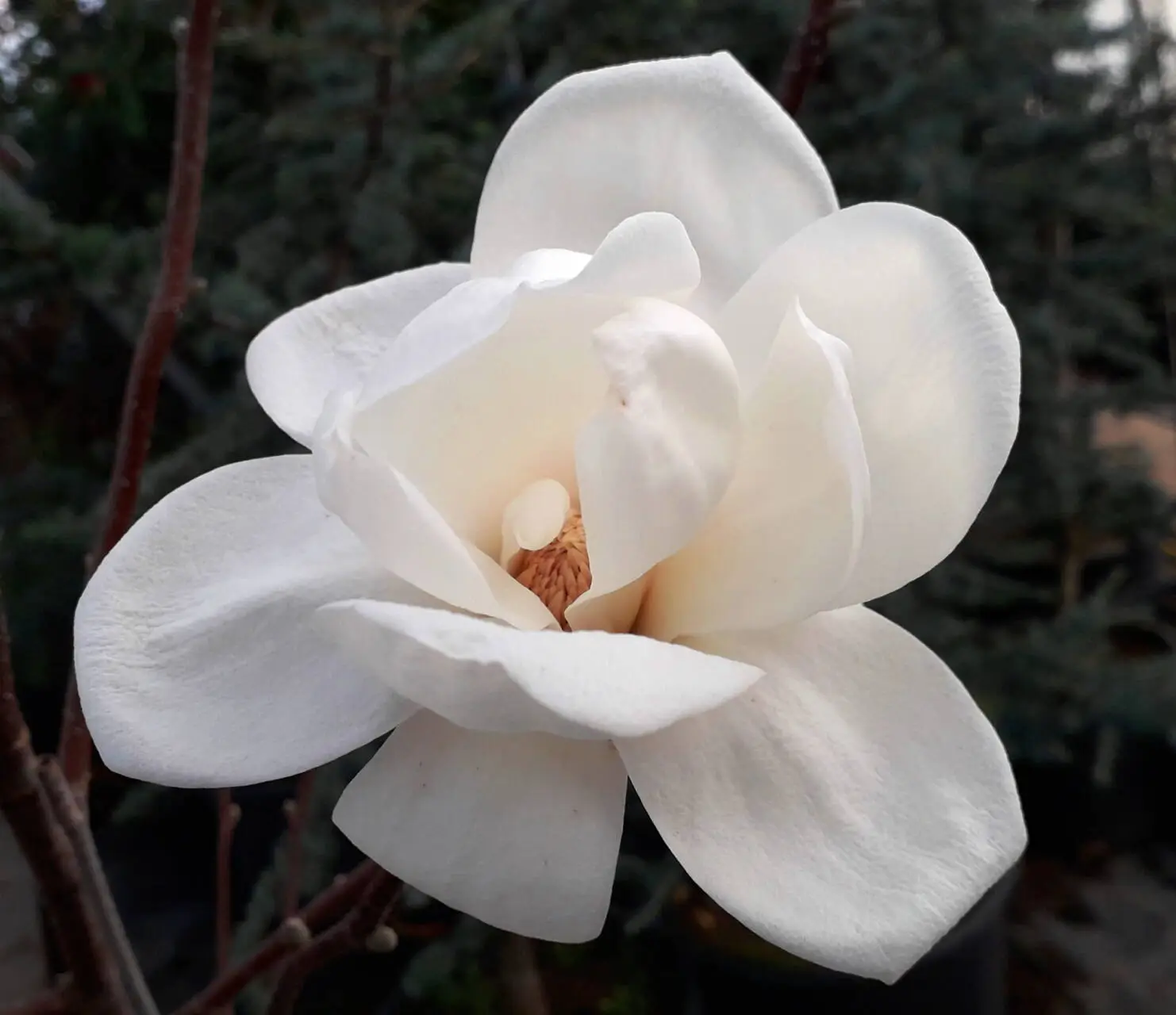 Crystal Tulip liliomfa