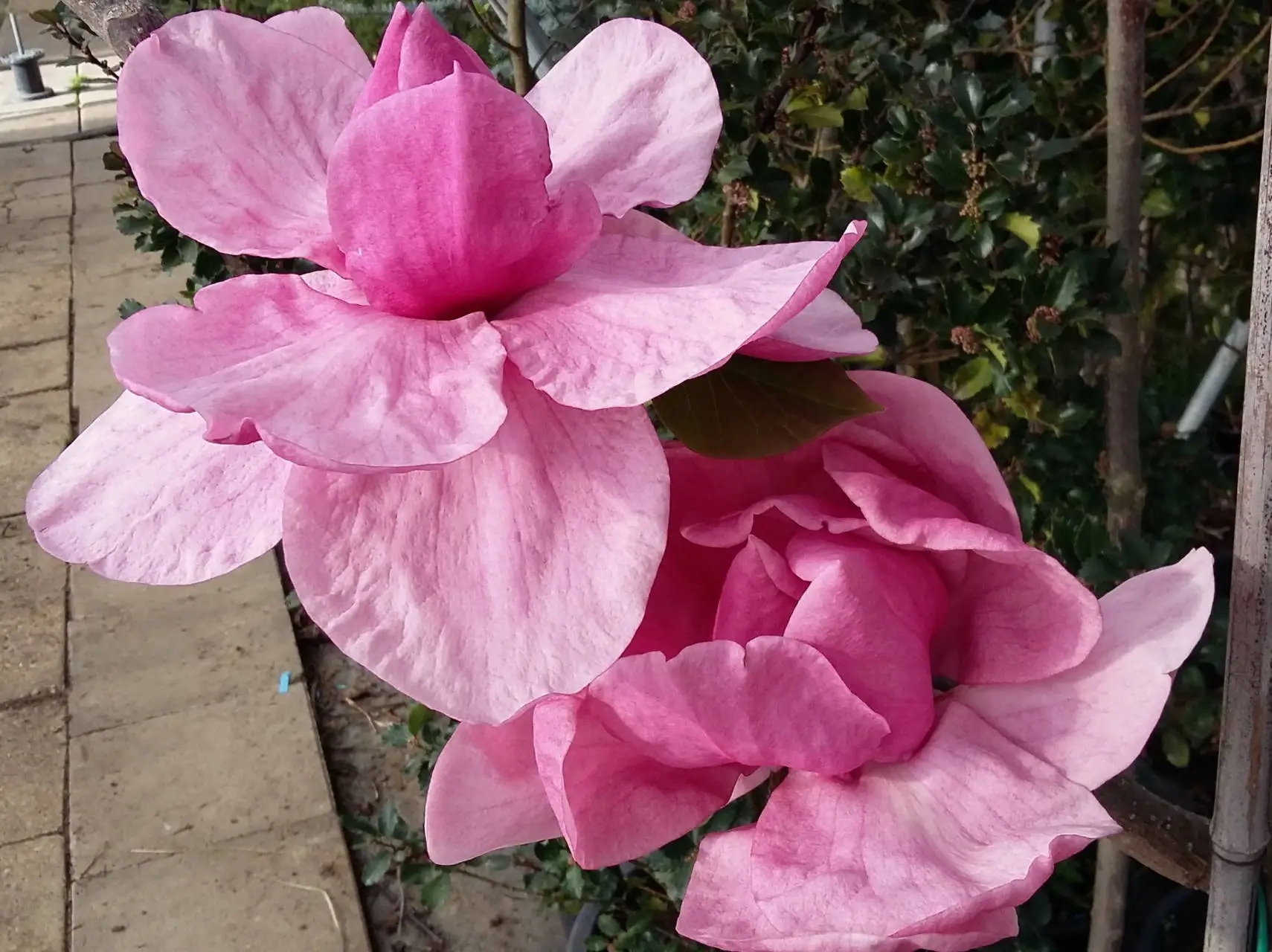 Óriás virágú liliomfa