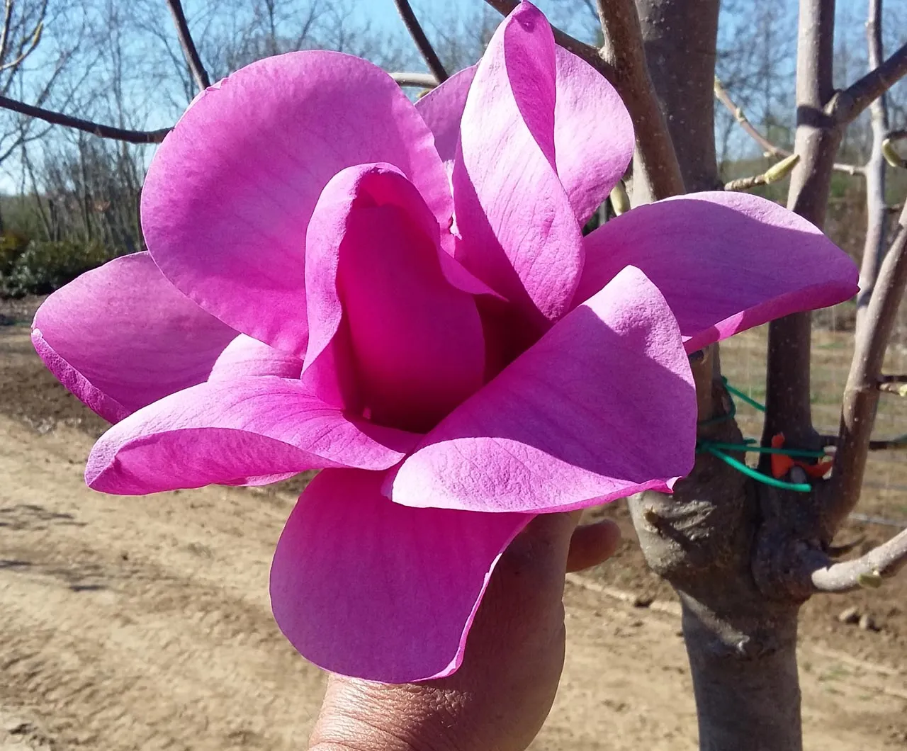 Purple Sensation liliomfa