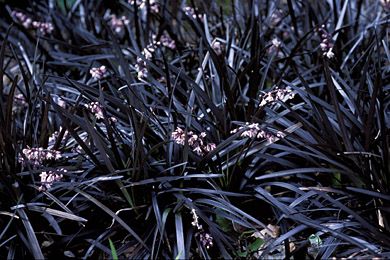 Niger fekete kígyószakáll