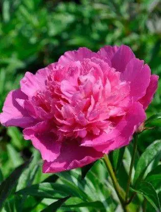 Bouquet Perfect bazsarózsa