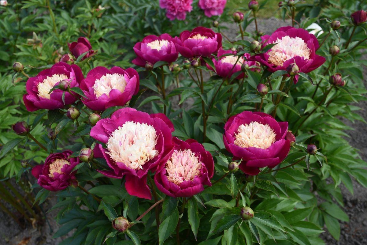 White Cap bazsarózsa