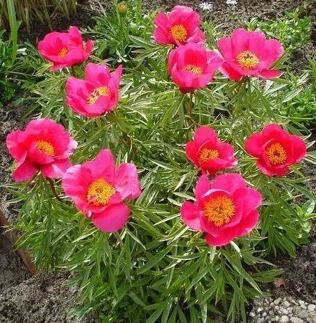 Smouthii lágyszárú bazsarózsa