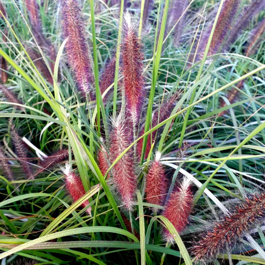 Black Head tollborzfű