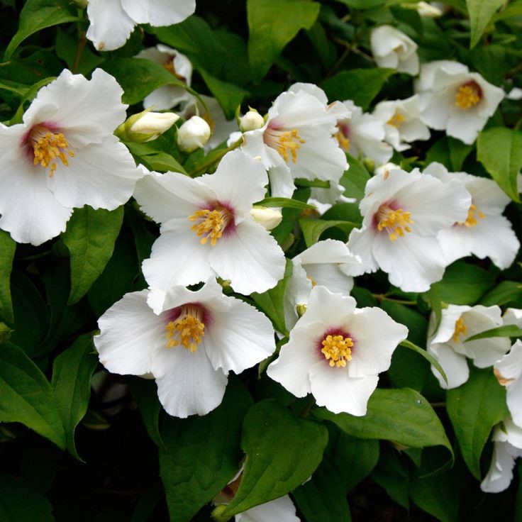 Belle Etoile jezsámen