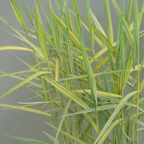 Tarka japán törpenád