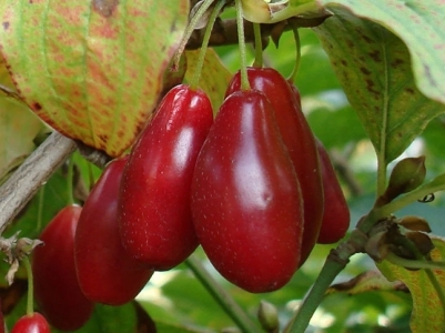 Starokijewski húsos som