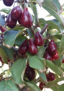 Svetlyachok húsos som