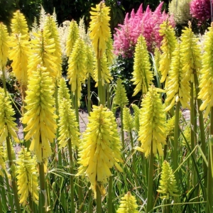 Banana Popsicle fáklyaliliom 