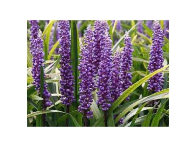 Money Maker gyepliliom