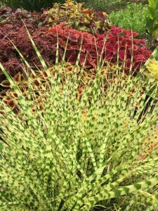 Gold Breeze kínai virágosnád