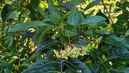 Pink Beauty babérlevelű bangita