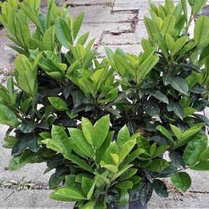 Zita törpe babérmeggy