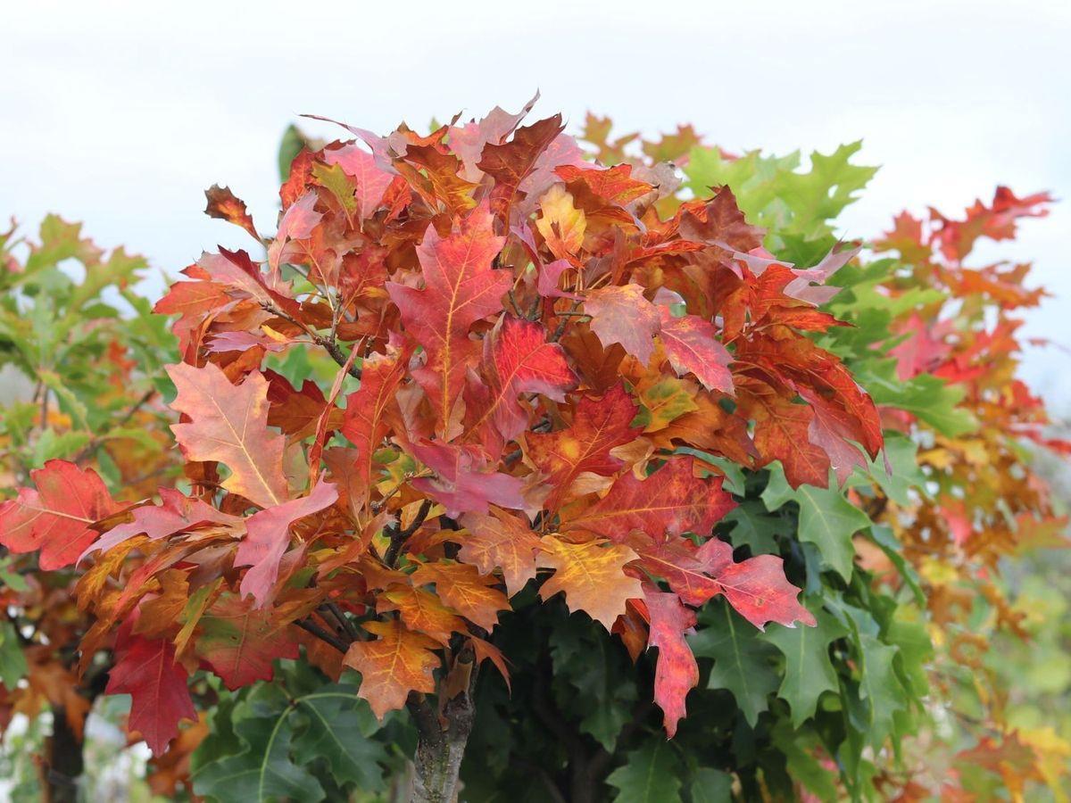 Green Dwarf törpe mocsáritölgy